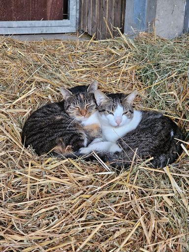 Heidi und Peter